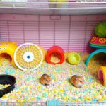 tiny tales hamster cage